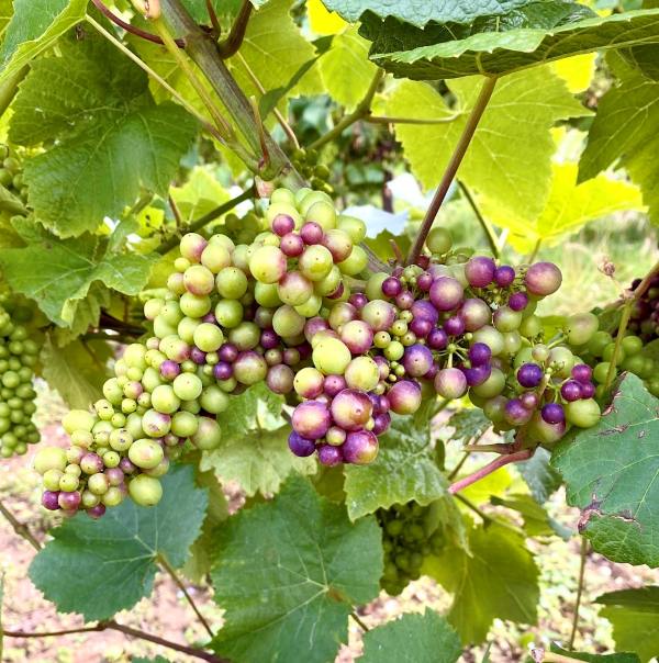 Burnt House Vineyard